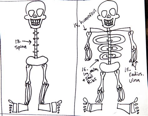 Drawing a simple skeleton by mandy theis hallenius.— 11 let's try to draw this woman using a simple skeleton as a starting point. Simple Skeleton Drawing at GetDrawings | Free download