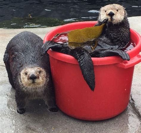 Sea Otters ~ Monterey Bay Aquarium Dachshund Puppies Baby Puppies
