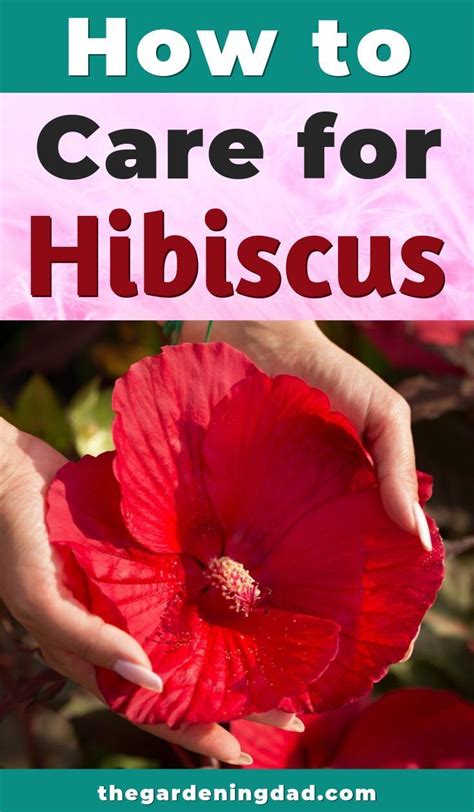 Plants Flowers Articles Ultimate Guide To Indoor Hibiscus Care The