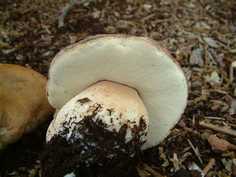 Boletus Rex Veris Mushrooms Up Edible And Poisonous Species Of