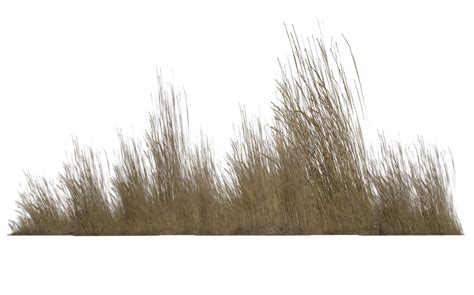 Tall Grass Png Transparent 44166 Free Icons And Png Backgrounds