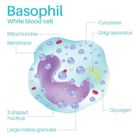 Basophil Are White Blood Cells 7494738 Vector Art At Vecteezy