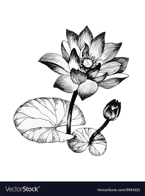 Water Lily Flowers On Pond Black And White Vector Image