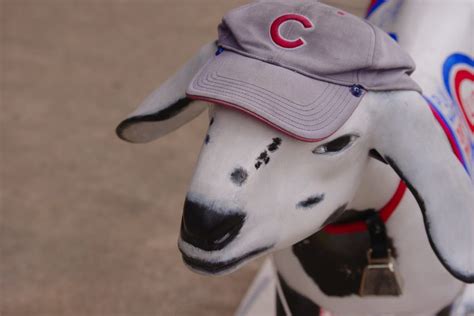 Whats The Deal With The Cubs Billy Goat Curse Modern Farmer
