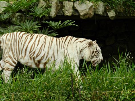 White Bengal Tiger São Paulo Zoo Zoochat