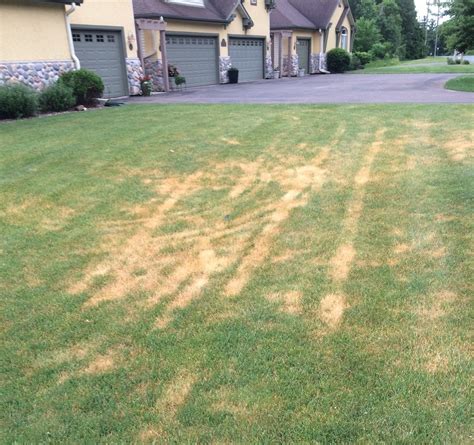 Brown And Yellow Streaks In Your Lawn May Be Ascochyta Leaf Blight