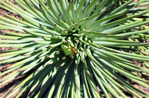 Spiky Succulent Plant A Guide To Growing And Caring For Them