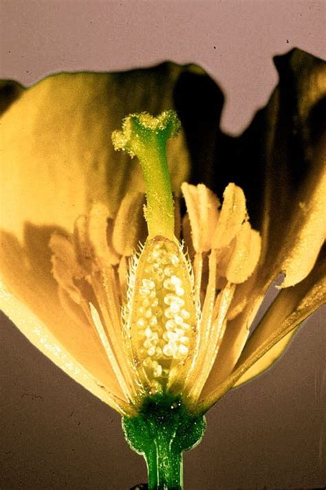 Flower Anatomy Carpel Ovary Style Stigma Stamen Anther Filament
