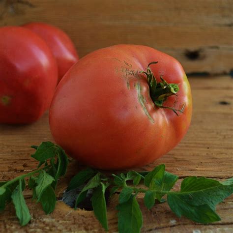 Dark Pink Oxheart Tomato Thresh Seed Co