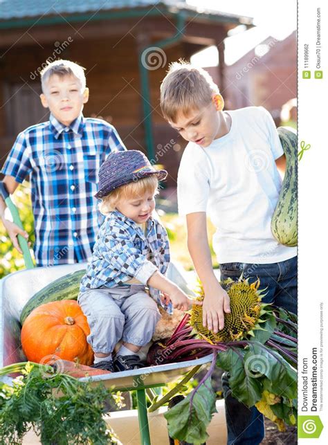 Children In The Garden Wheelbarrow With Fresh Vegetables Outdoor The