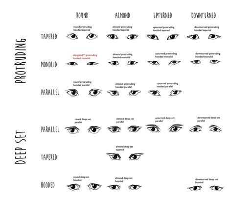 I Made An Eye Shape Guide With 20 Eye Shapes With A Focus On East