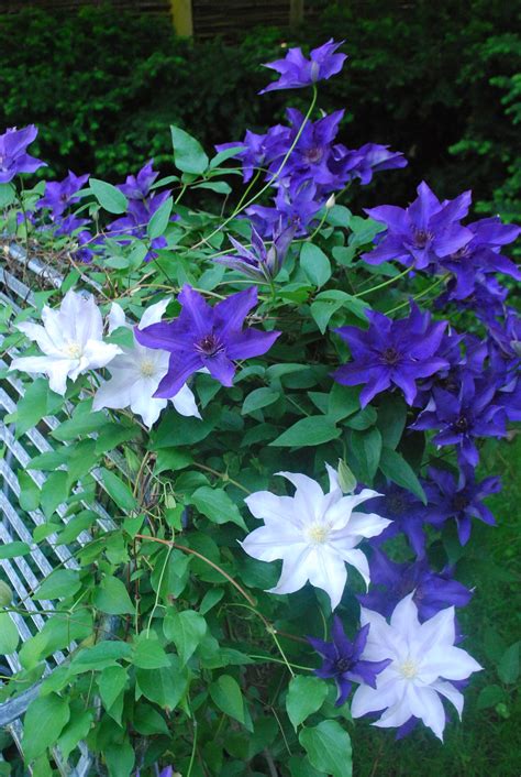 Sophia Moms Diary Clematis Vine Flower Colors Clematis Care How To