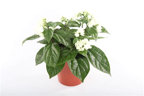 Clerodendrum Thomsoniae — Plant Wholesale Floraccess