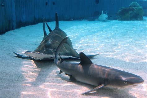 Shark Lagoon Aquarium Of The Pacific Nurse Shark And Fres Flickr