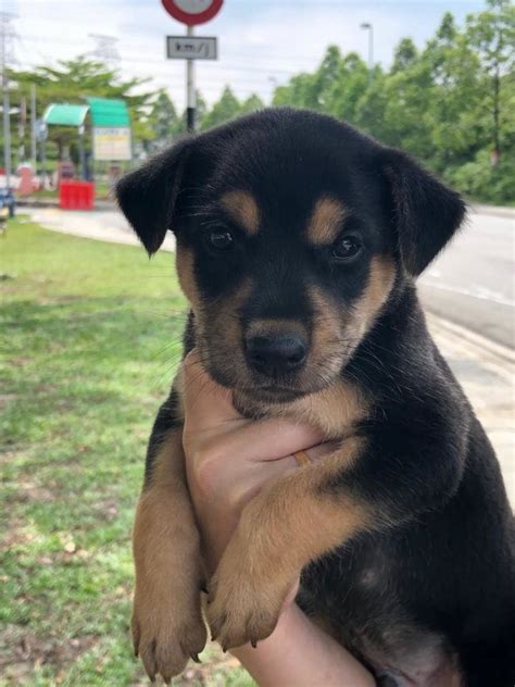 Rottweiler Mix Puppy For Adoption - 2 Years 4 Months, Rottweiler Husky Mix from Shah Alam