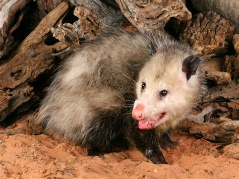 What Happens If A Dog Gets Bit By A Possum