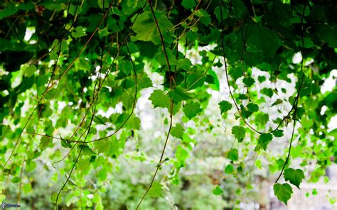 Hojas Verdes Tree Hd Wallpaper Green Leaf Wallpaper Field Wallpaper