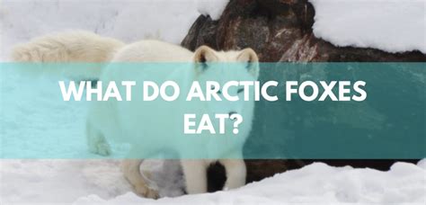 What Do Arctic Foxes Eat Arcticlook