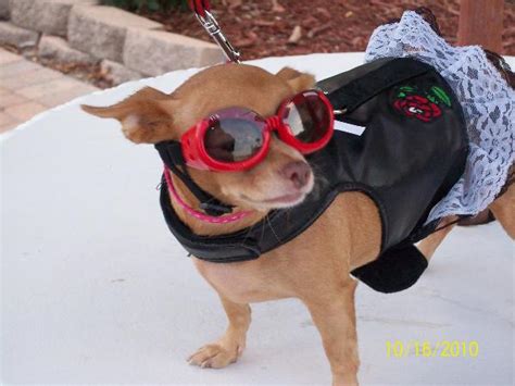Biker Dress Dog Harness By Doggles Baxterboo