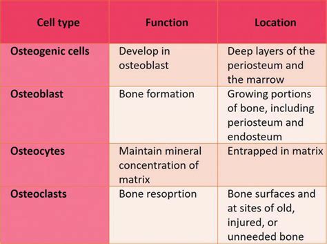 Bone Development And Growth Intechopen