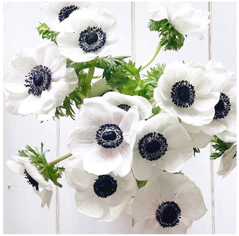 The cute white puppy with some flowers and with wooden background. White poppies | White poppy flower, Anemone flower, White ...