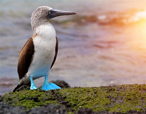 Blue Footed Booby Spirit Animal Totem Symbolism And Meaning What