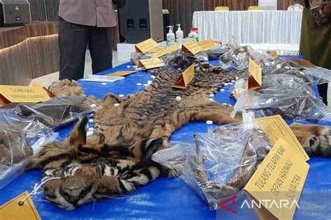 Polda Aceh Gagalkan Perdagangan Kulit Harimau Sumatra Antara News