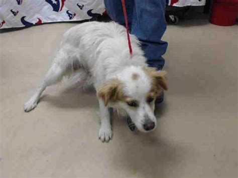 Animal Shelter adopt a pet; dogs, cats, puppies, kittens ...