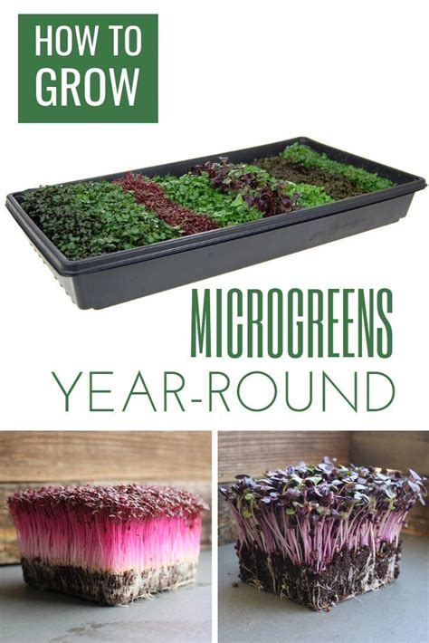 Microgreens Are Among The Easiest Type Of Vegetable To Grow Indoors If
