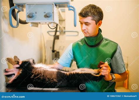 Veterinarian Takes The X Ray Veterinary Clinic Stock Image Image Of