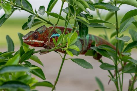 Adult Male Ambilobe Panther Chameleon Furcifer Pardalis Stock Photo
