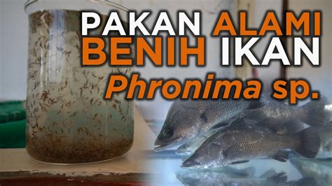 Pakan Alami Benih Ikan Murah Phronima Youtube