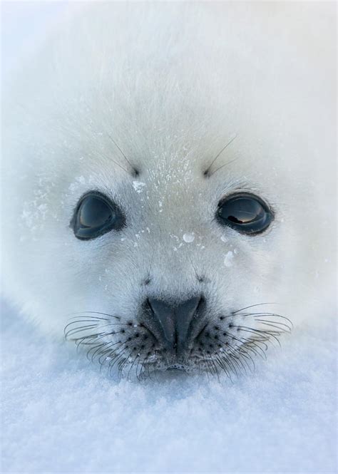 Harp Seal Pup On Ice Iles De La Photograph By Keren Su Pixels