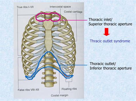 Ppt Chest Wall Thoracic Cavity And Pleura Powerpoint Presentation