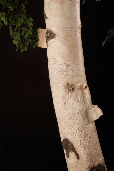 Artificial Birch Tree Treescapes And Plantworks