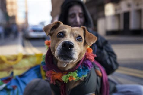 The Vets Who Help Homeless Animals Positive News Positive News