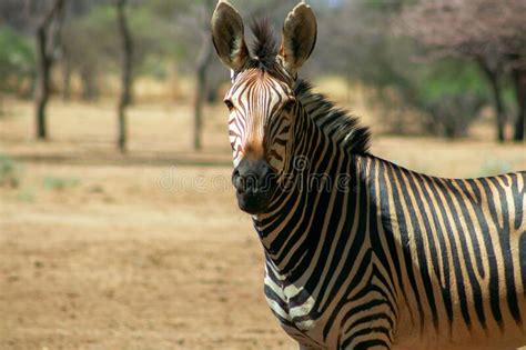 A Lonely Namibian Zebra Standing In The Middle Of The Savannah Stock