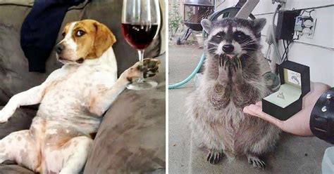 23 Amazing Times Animals Act Like Humans And They Nailed It