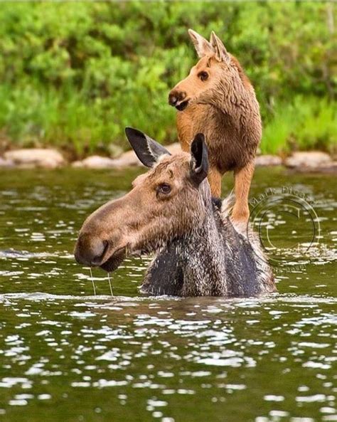 Moose And Calf Cute Animals Animals Mammals