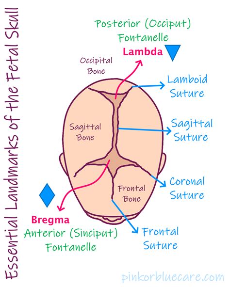 Essential Landmarks Of The Fetal Skull Anatomy Organs Body Anatomy