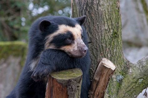 Spectacled Bear The Life Of Animals