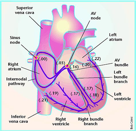 Peace Lisus Electrical Conduction System Of Human Heart