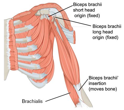 Shoulder Muscles Diagram Anterior Muscles Of The Upper Arm And Images