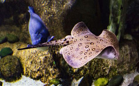 Freshwater Stingray Tank Mates 10 Best Compatible Fish Aquariumnexus