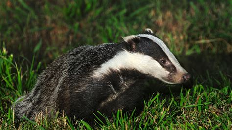 It can also spread to other parts of your body, like your brain and spine. Detection of M. bovis in badger faeces - Bovine TB | TB Hub