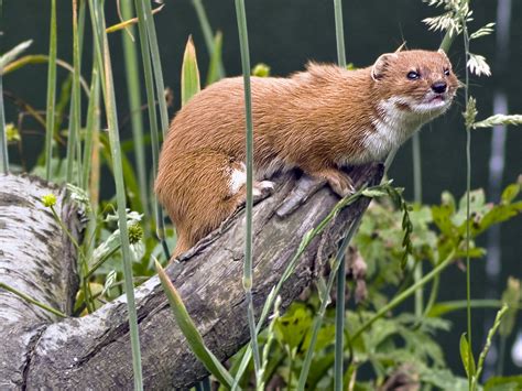 Weasel Weasel At The British Wildlife Centre Robert Bennett Flickr