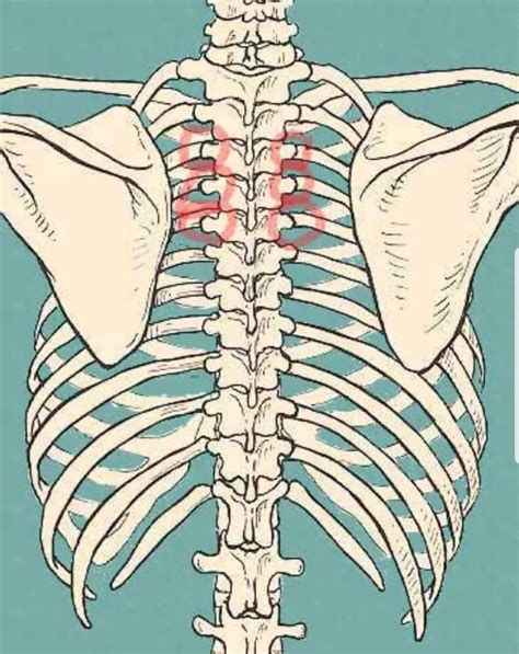 “rib Popped Out” Herts Osteopathy And Pilates Clinic
