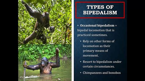 Identifying The Human Lineage And Origin Of Bipedalism Part I Youtube