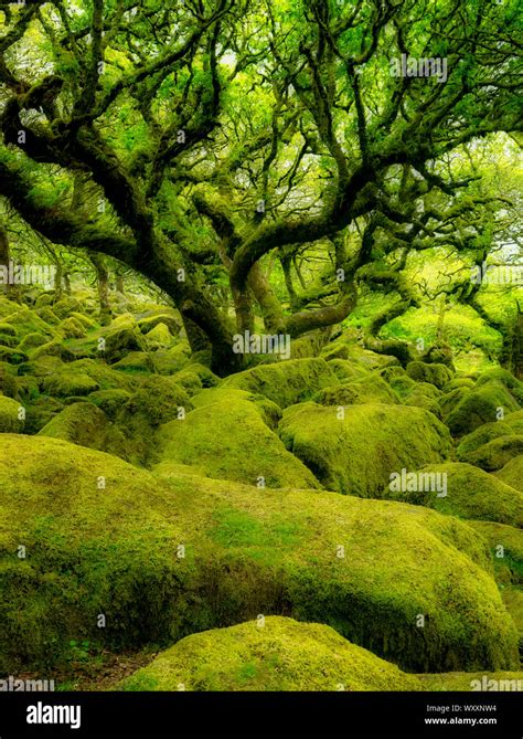 Moss Covered Oak Trees In Wistmans Wood Devon County Dartmoor