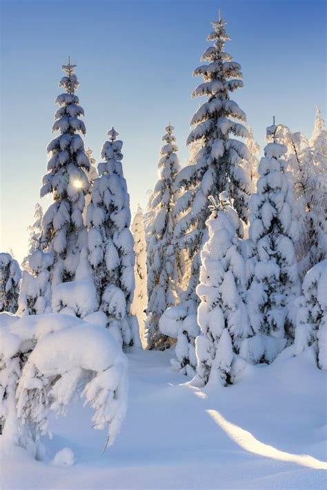 Illuminated By The Sun Snow Covered Spruce Trees And Larches Stock